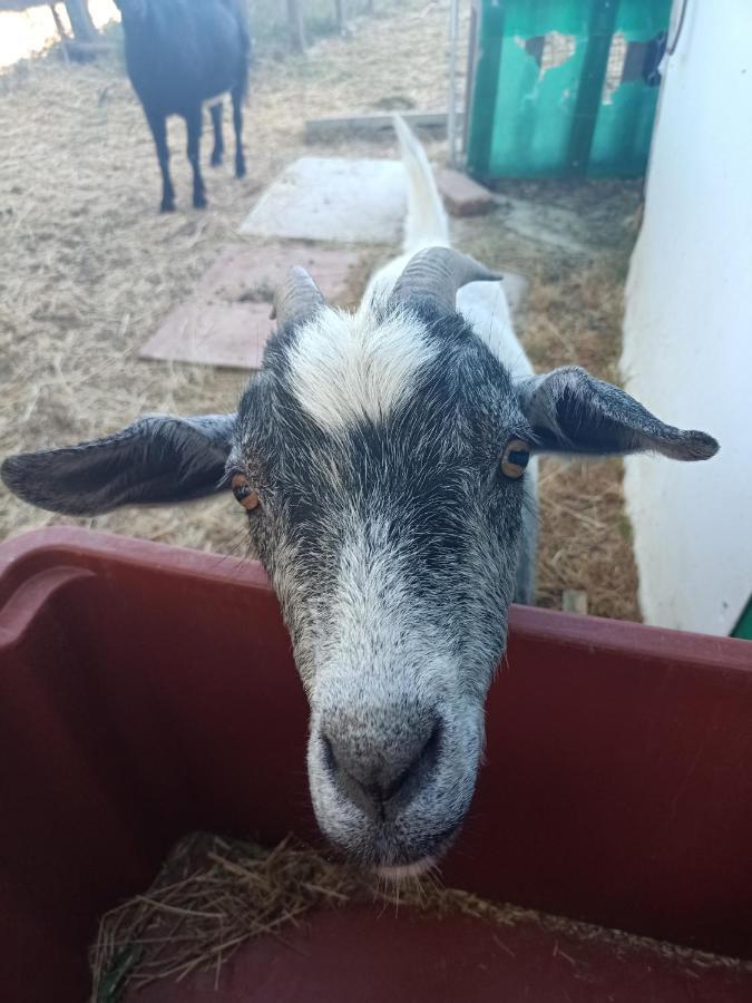 Agriturismo Podere La Selva Villa Serre Di Rapolano Luaran gambar