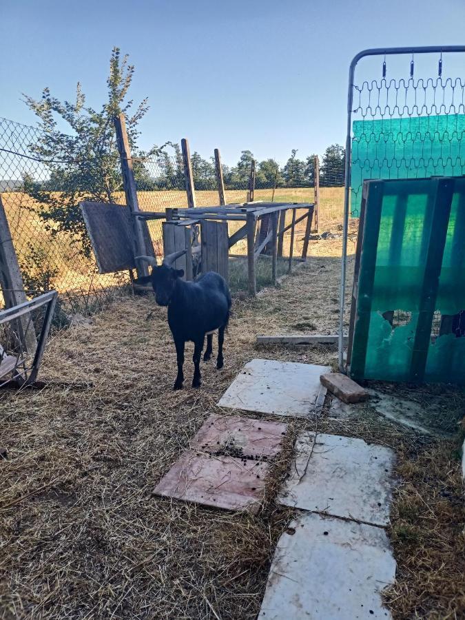 Agriturismo Podere La Selva Villa Serre Di Rapolano Luaran gambar