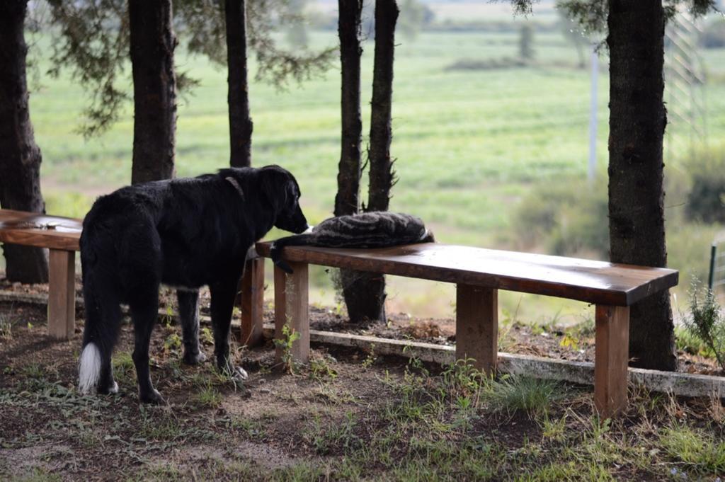 Agriturismo Podere La Selva Villa Serre Di Rapolano Luaran gambar